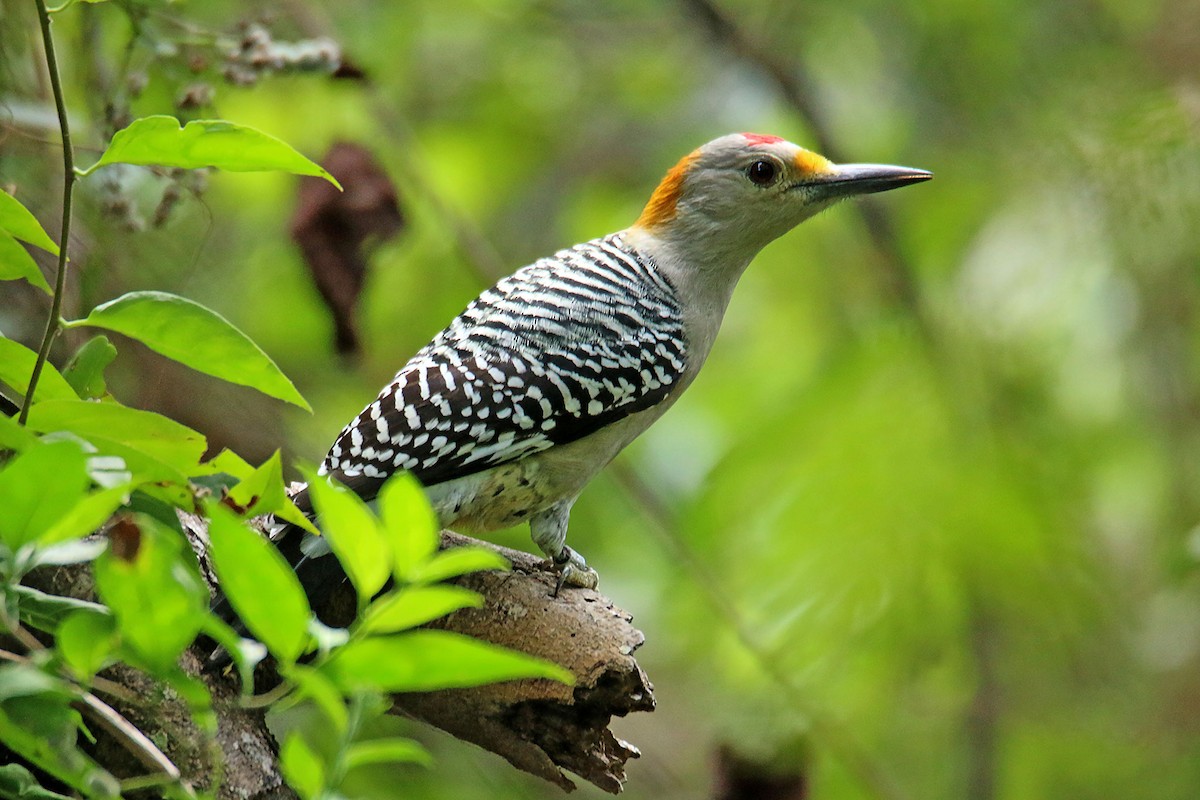 Golden-fronted Woodpecker - ML627650601
