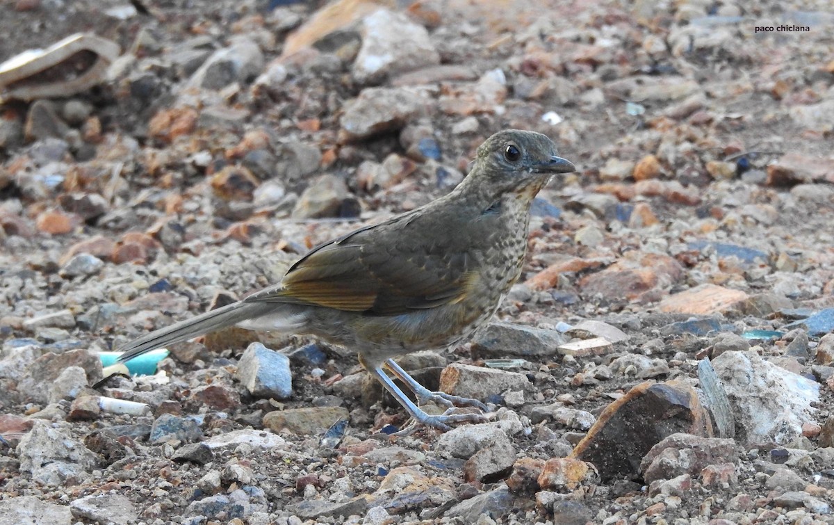 Pale-breasted Thrush - ML627650680