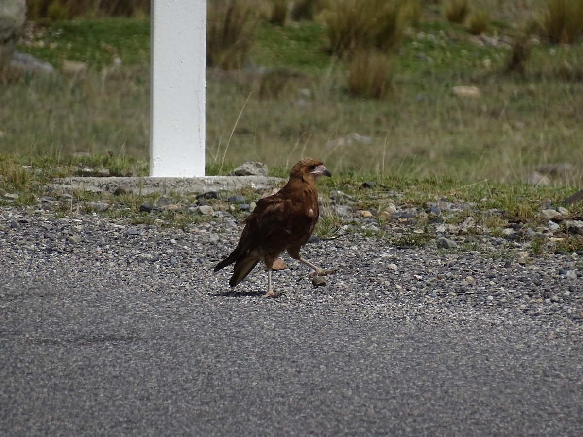 Mountain Caracara - ML627650740