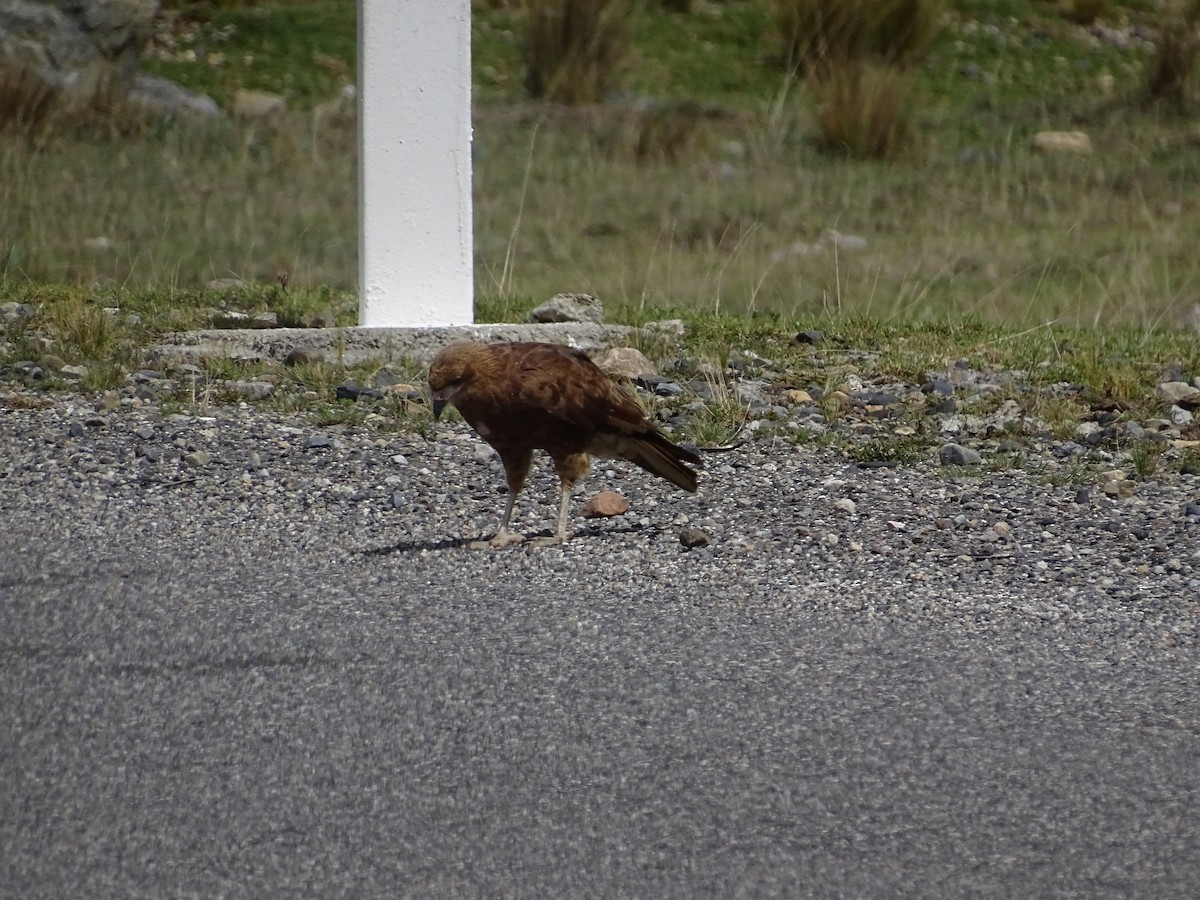 Mountain Caracara - ML627650741