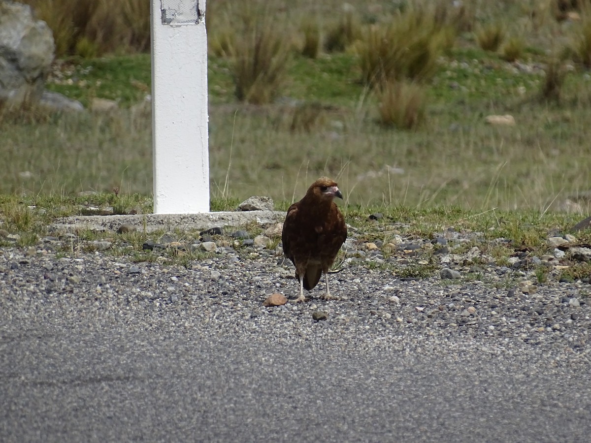 Mountain Caracara - ML627650742