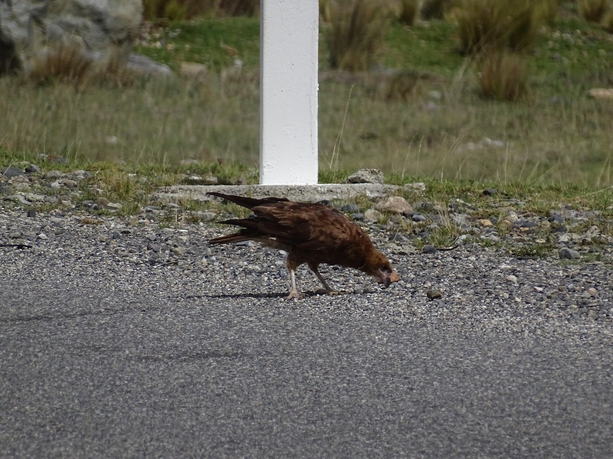 Mountain Caracara - ML627650743