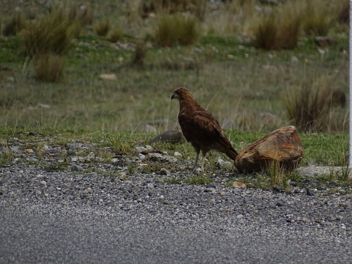 Mountain Caracara - ML627650744