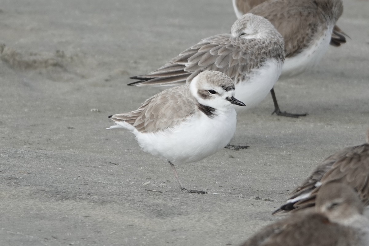 Snowy Plover - ML627651078