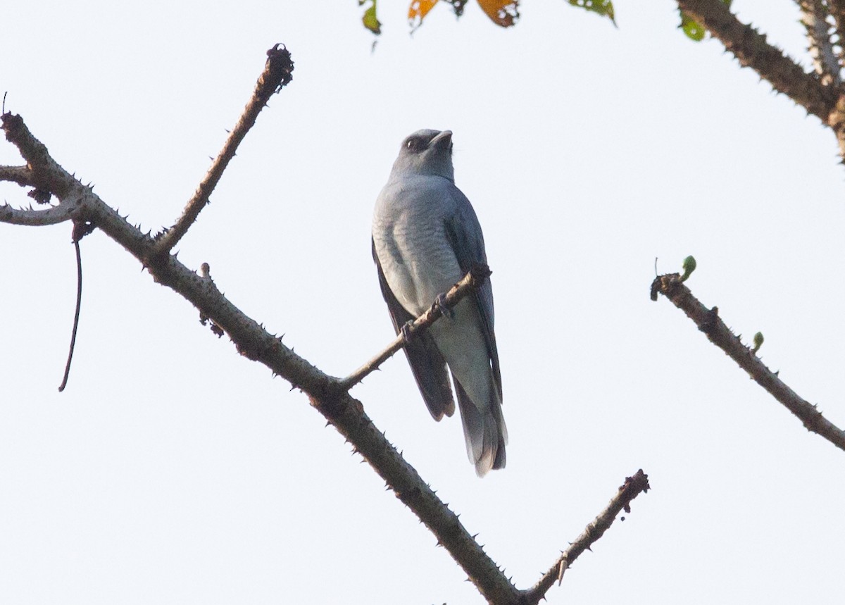 Andaman Cuckooshrike - ML627651100