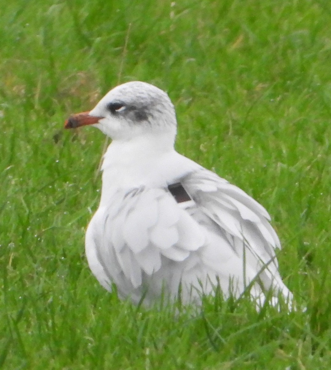 Mediterranean Gull - ML627651105