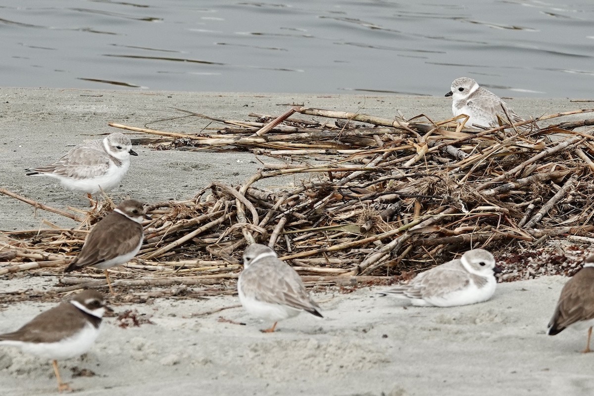 Piping Plover - ML627651106