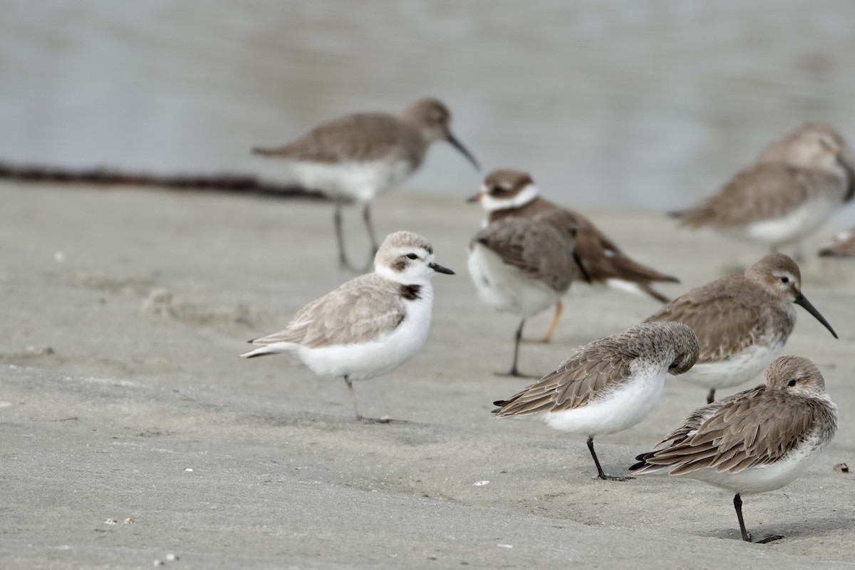 Snowy Plover - ML627651121