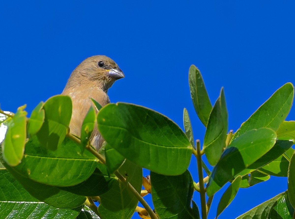 Yellow-bellied Seedeater - ML627651124