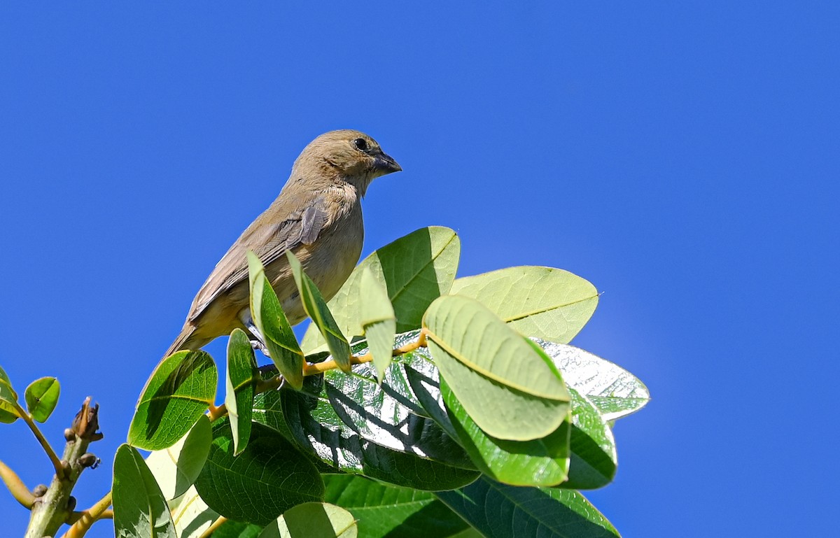 Yellow-bellied Seedeater - ML627651125