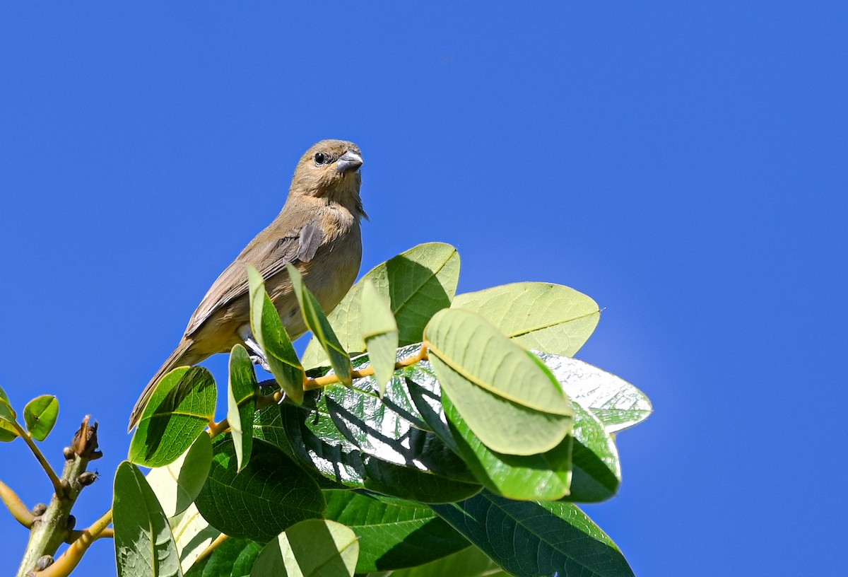 Yellow-bellied Seedeater - ML627651126