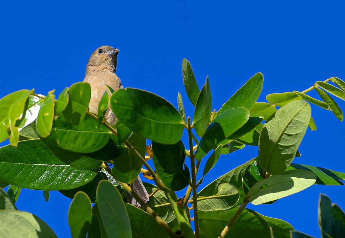 Yellow-bellied Seedeater - ML627651127