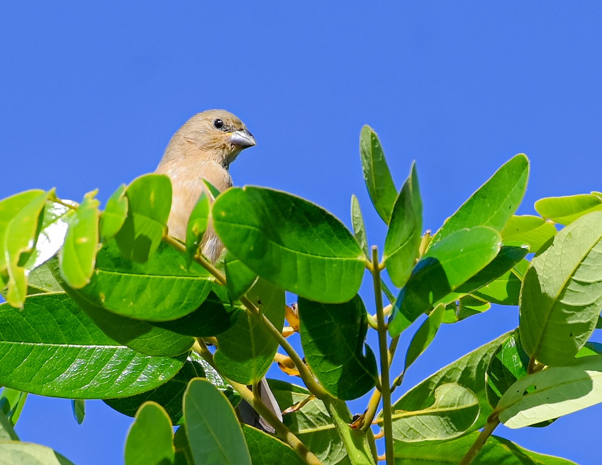 Yellow-bellied Seedeater - ML627651128