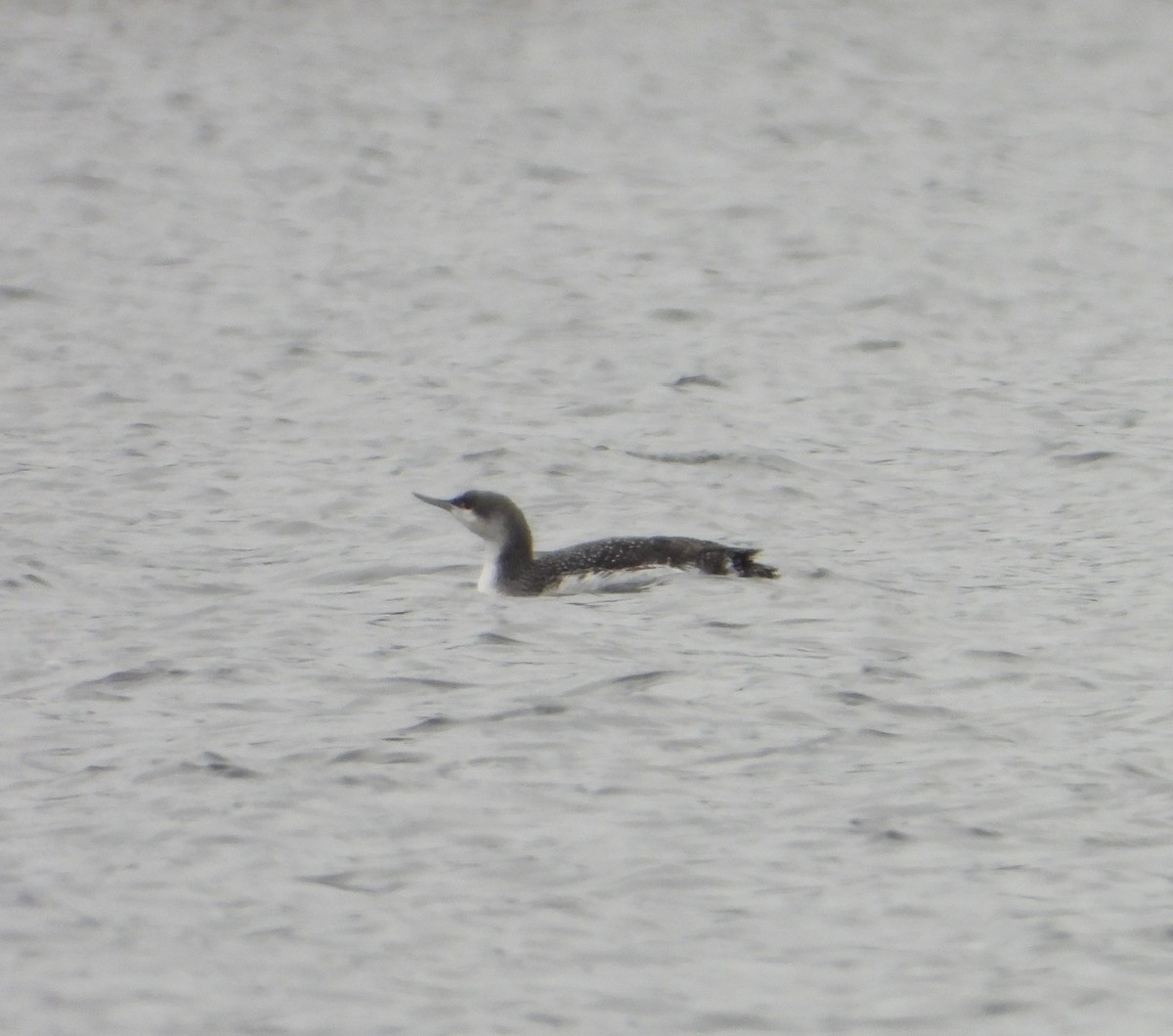 Red-throated Loon - ML627651240