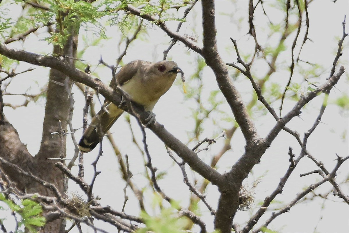 Ash-colored Cuckoo - ML627651307