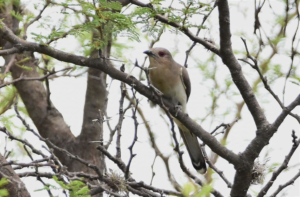 Ash-colored Cuckoo - ML627651308