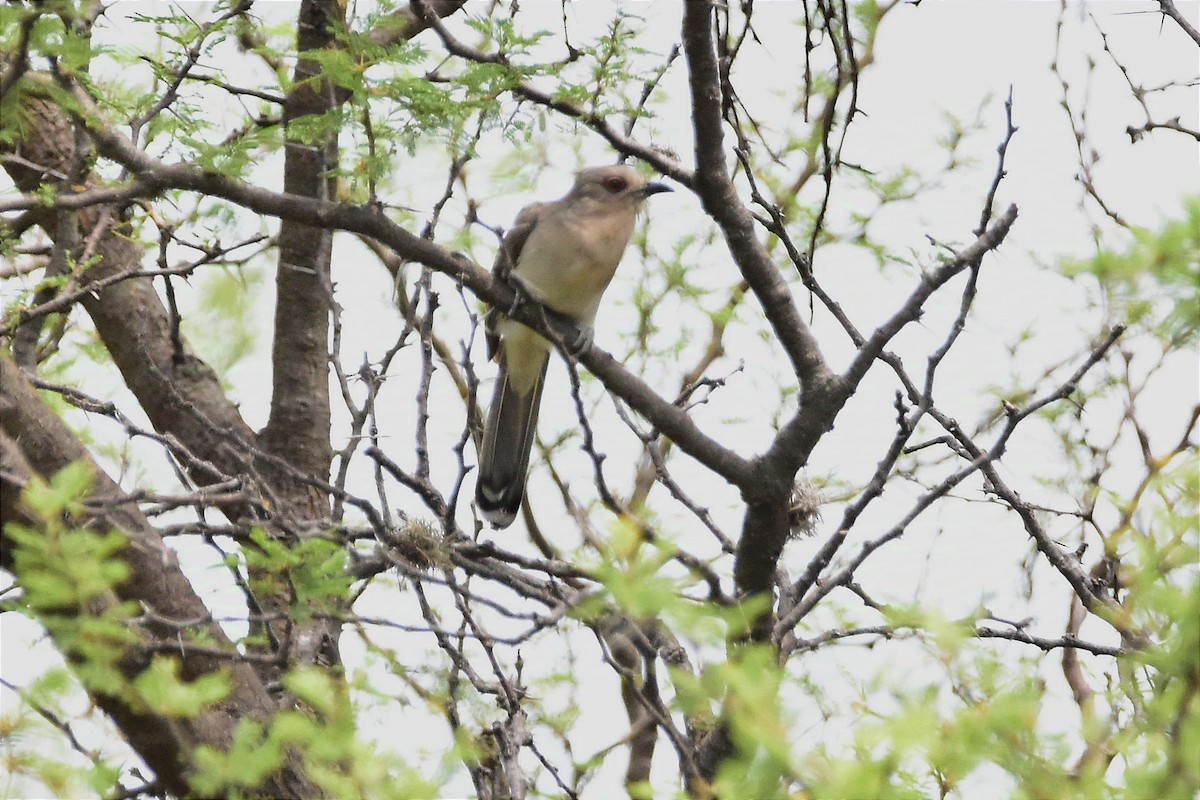 Ash-colored Cuckoo - ML627651309