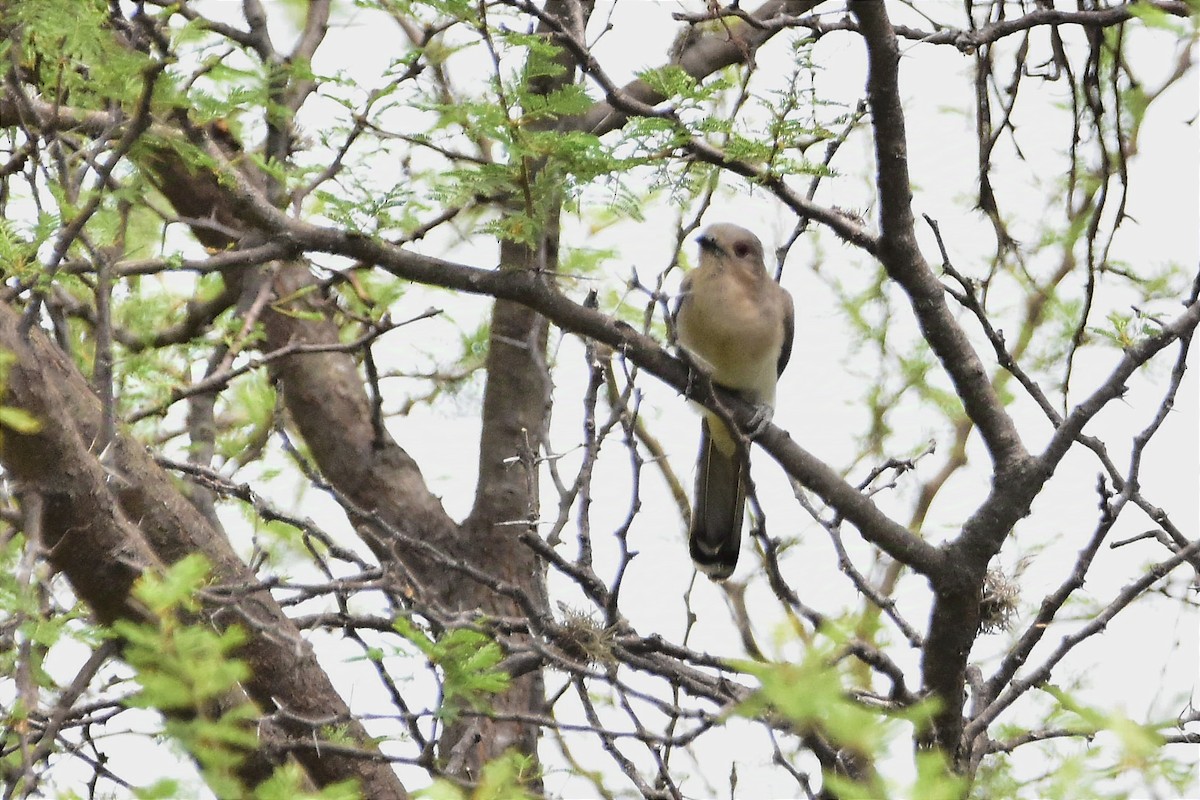 Ash-colored Cuckoo - ML627651310