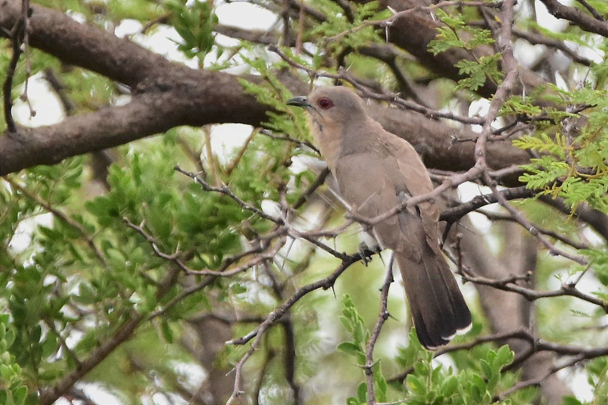 Ash-colored Cuckoo - ML627651311