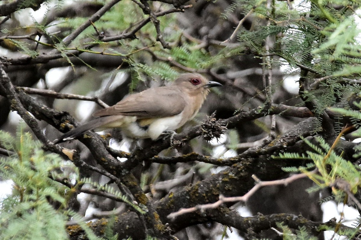 Ash-colored Cuckoo - ML627651312