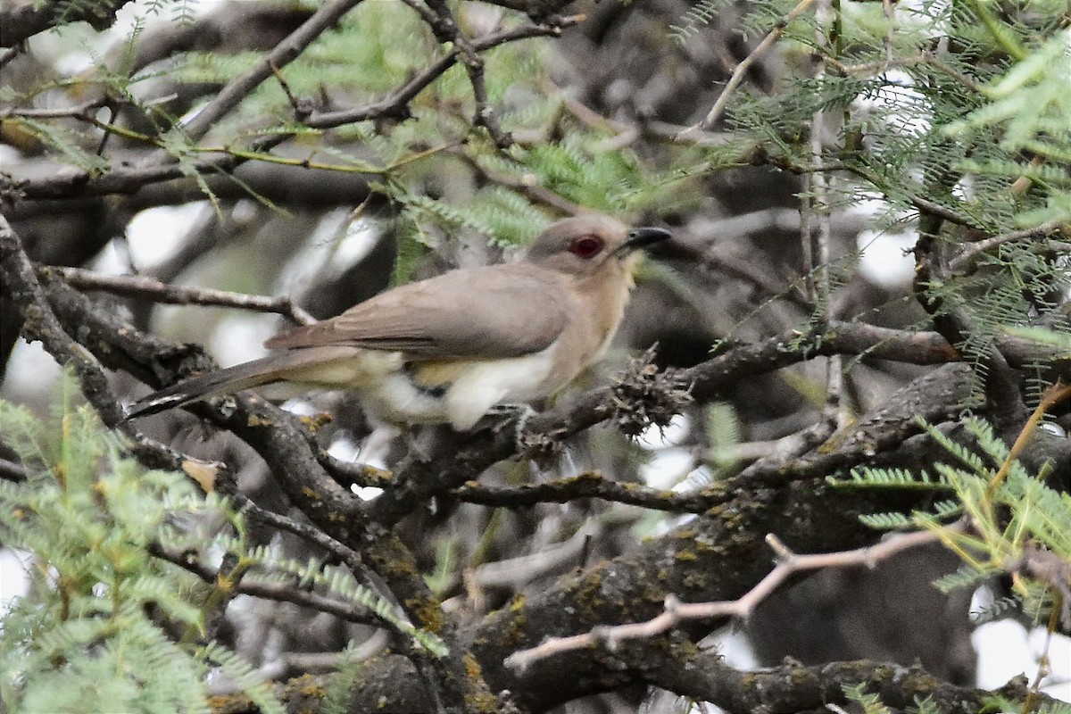 Ash-colored Cuckoo - ML627651313