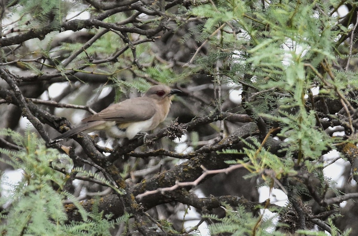 Ash-colored Cuckoo - ML627651314