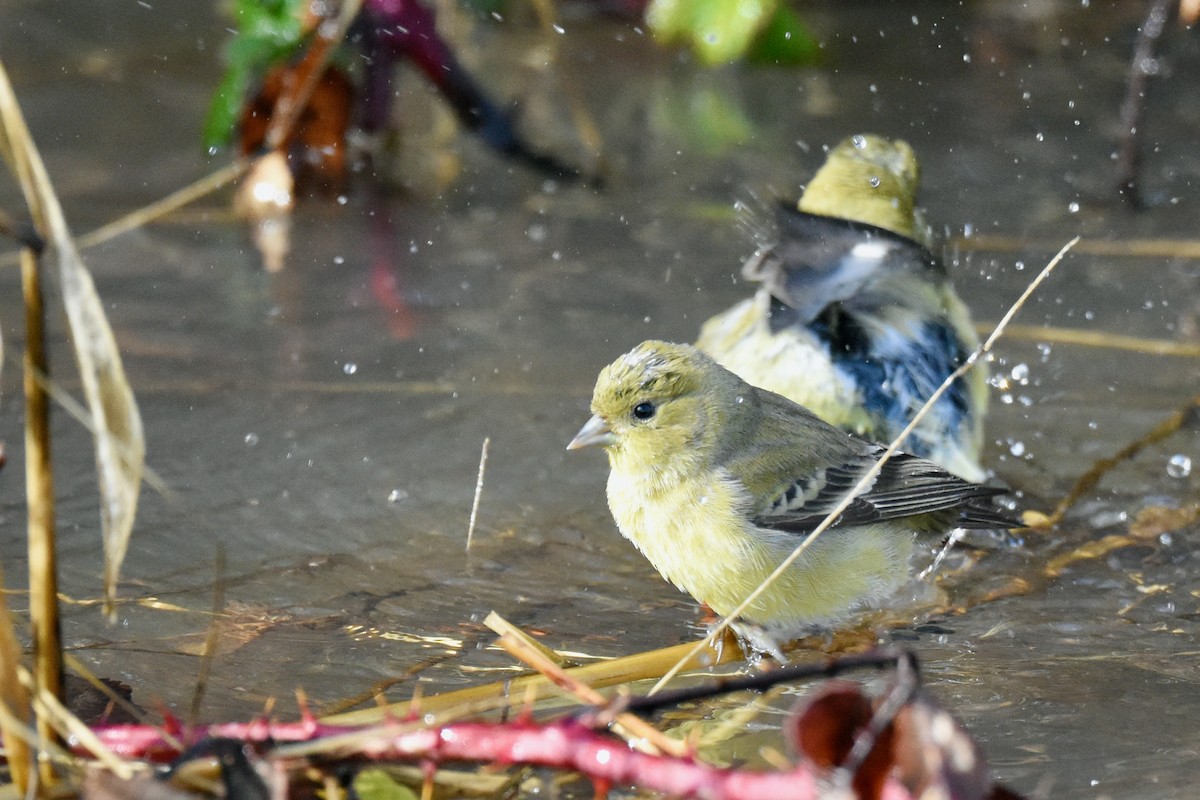 Lesser Goldfinch - ML627651417
