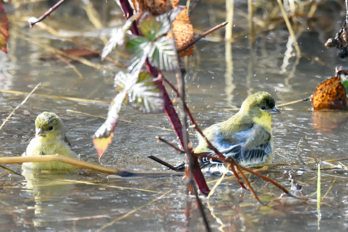 Lesser Goldfinch - ML627651448