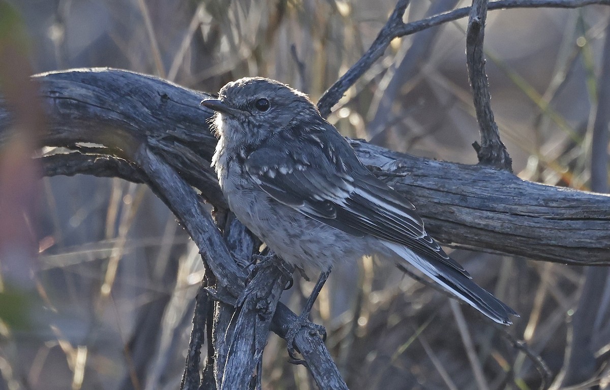 Hooded Robin - ML627651464