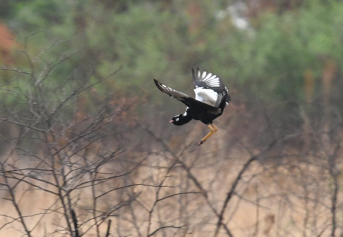 White-quilled Bustard - ML627651519