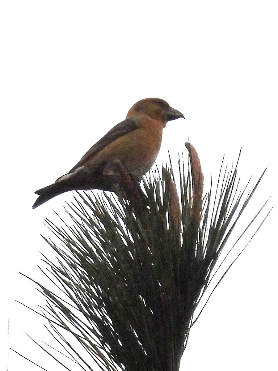 Red Crossbill - ML627651668