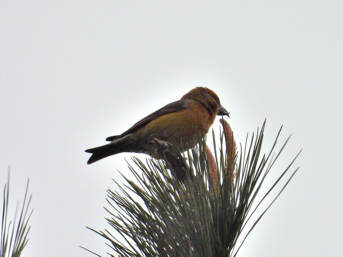 Red Crossbill - ML627651671