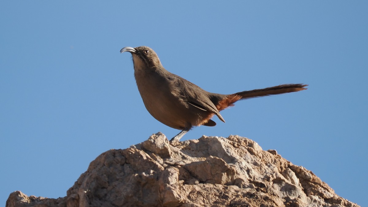 Crissal Thrasher - ML627651740