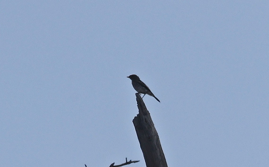 Hooded Robin - ML627651773