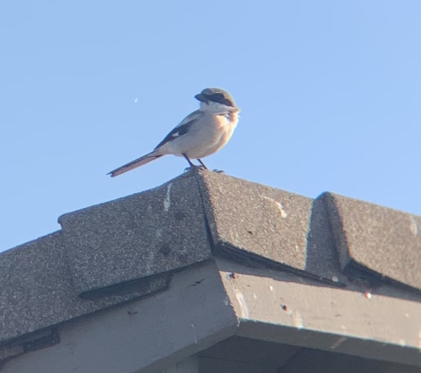 Loggerhead Shrike - ML627651781