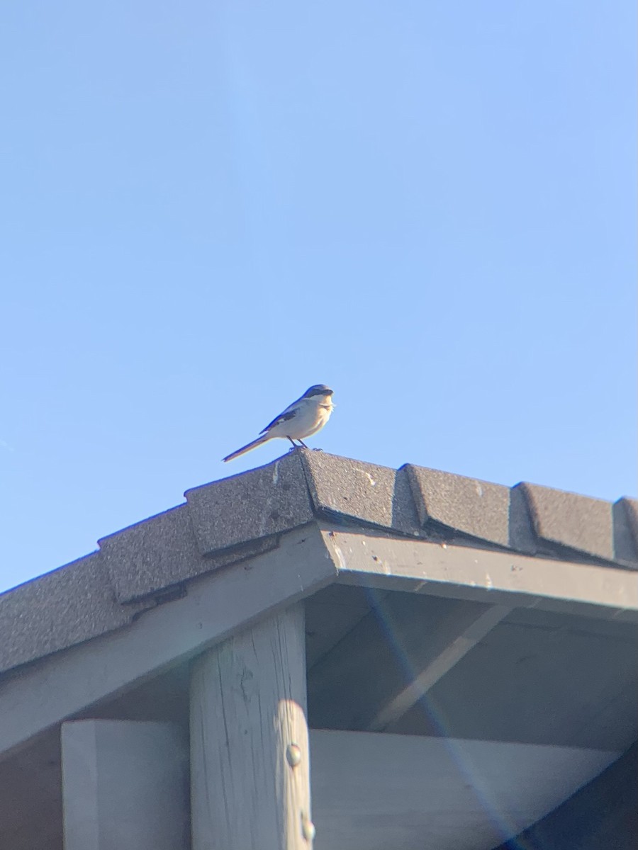 Loggerhead Shrike - ML627651783