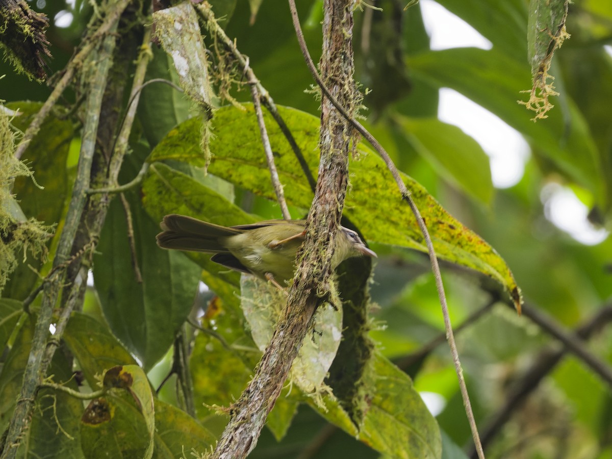 stripehodeparula - ML627652342