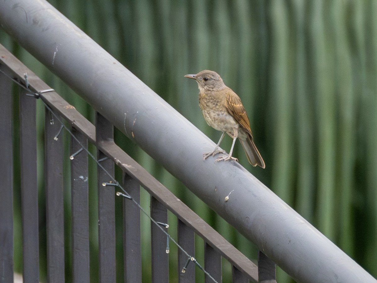 Pale-breasted Thrush - ML627652389