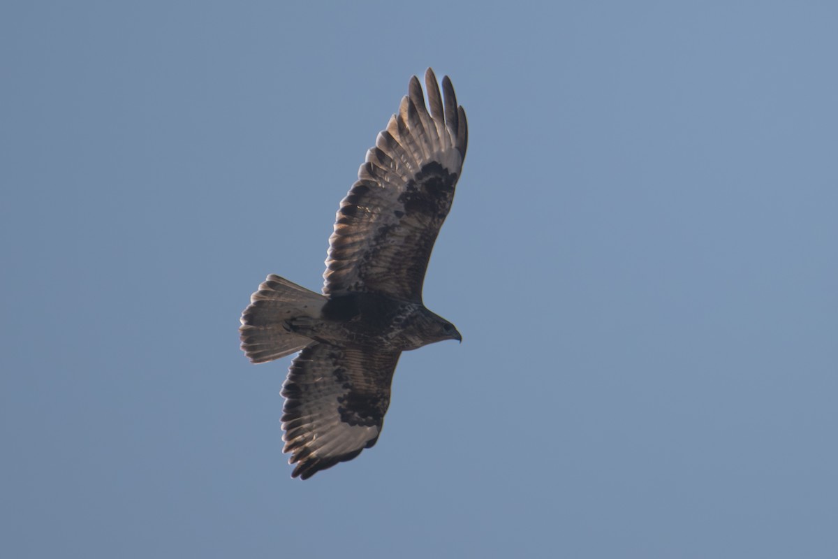 Buse variable (insularum) - ML627652419