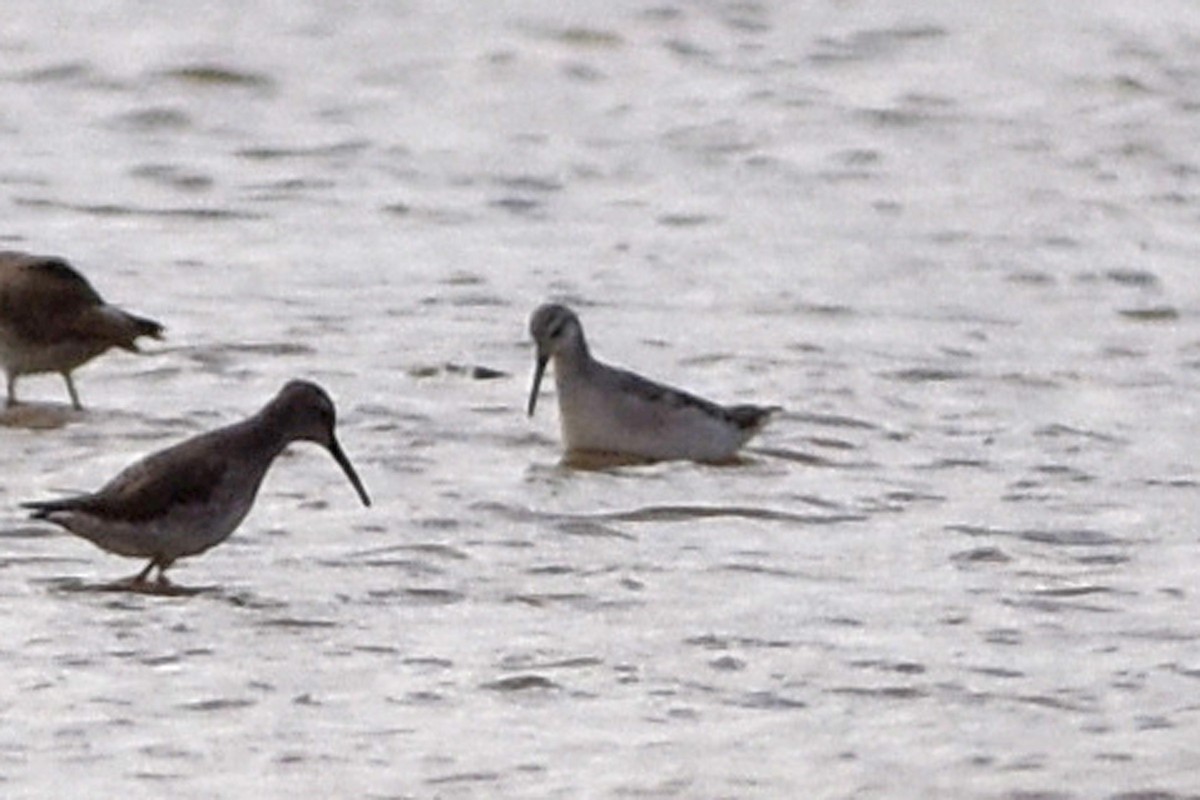 Wilson's Phalarope - ML627652440