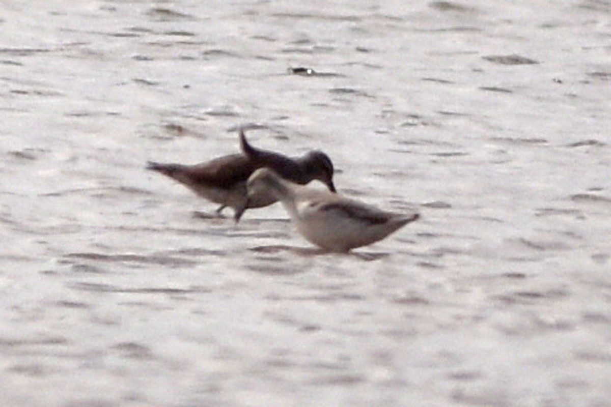 Wilson's Phalarope - ML627652442