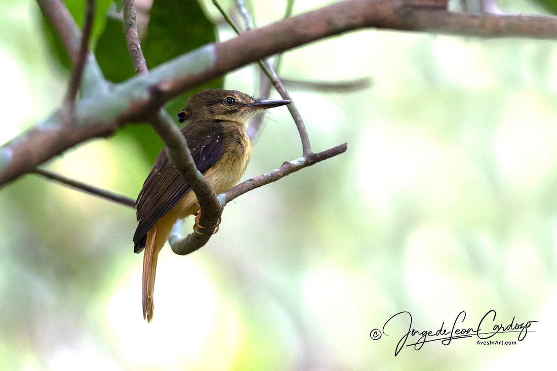 Tropical Royal Flycatcher - ML627652446