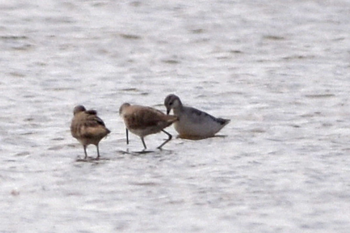 Wilson's Phalarope - ML627652449