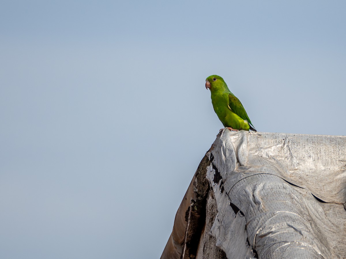 Plain Parakeet - ML627652486