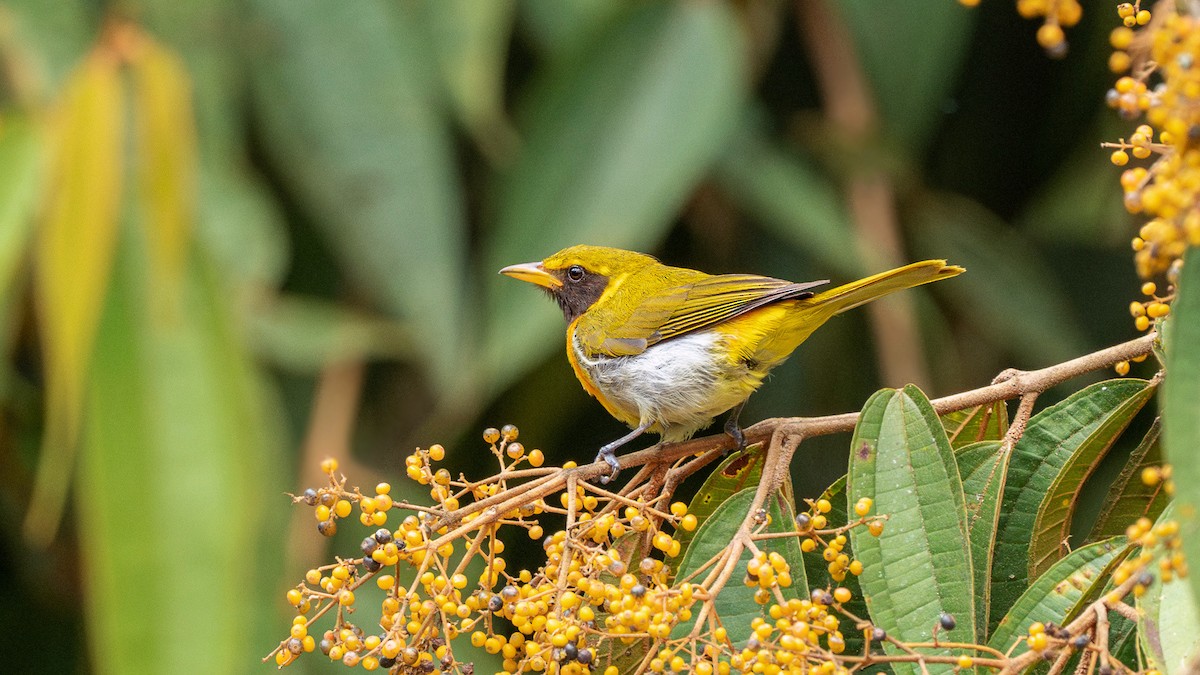 Guira Tanager - ML627652612