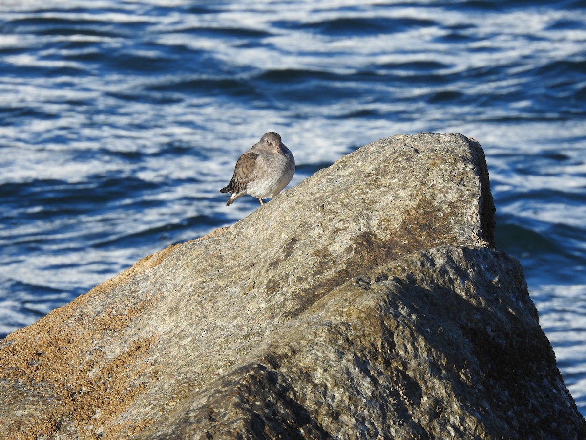 Purple Sandpiper - ML627652626