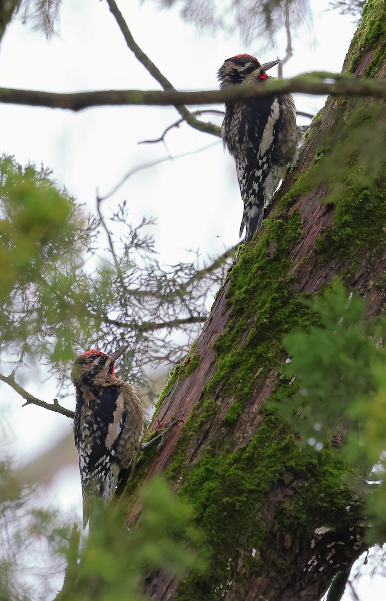 Yellow-bellied Sapsucker - ML627652654