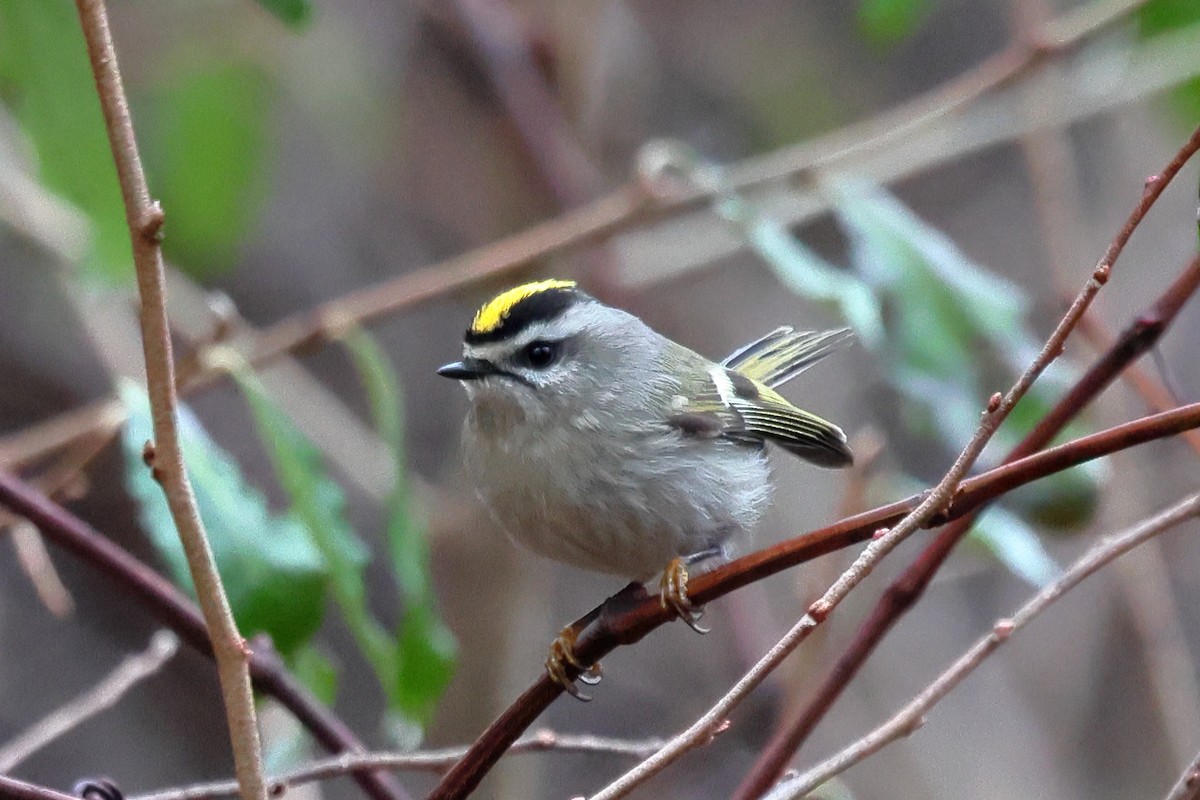 Golden-crowned Kinglet - ML627652667