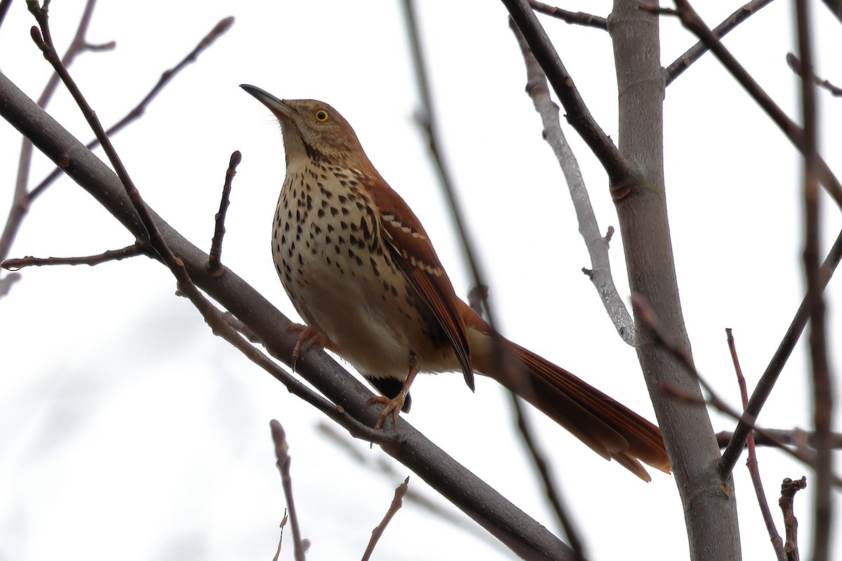 Brown Thrasher - ML627652673