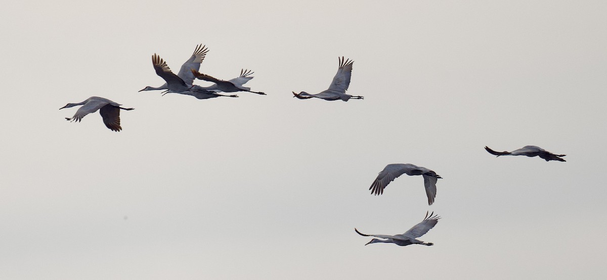Sandhill Crane - ML627652692